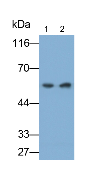 Polyclonal Antibody to Plasminogen Activator Inhibitor 1 (PAI1)