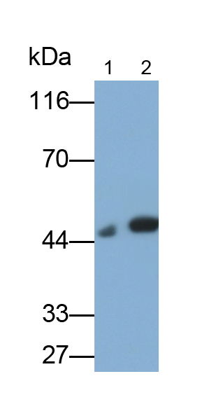 Polyclonal Antibody to Plasminogen Activator Inhibitor 1 (PAI1)