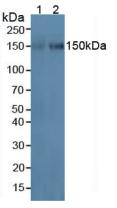 Polyclonal Antibody to Intercellular Adhesion Molecule 3 (ICAM3)