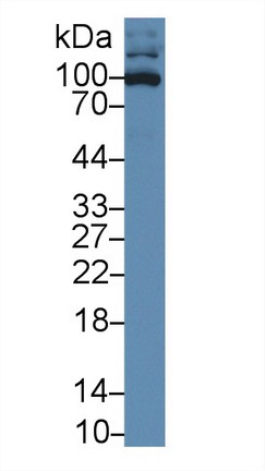 Polyclonal Antibody to Intercellular Adhesion Molecule 3 (ICAM3)