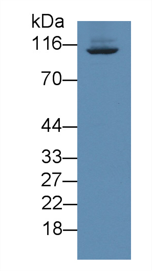 Polyclonal Antibody to Intercellular Adhesion Molecule 3 (ICAM3)