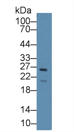 Polyclonal Antibody to Intercellular Adhesion Molecule 2 (ICAM2)