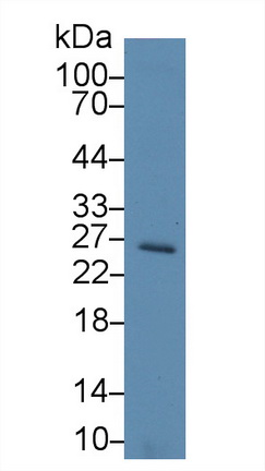 Polyclonal Antibody to Intercellular Adhesion Molecule 2 (ICAM2)