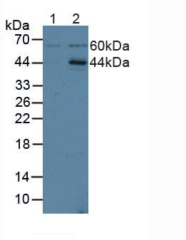 Polyclonal Antibody to Intercellular Adhesion Molecule 2 (ICAM2)