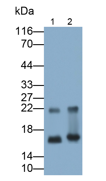 Polyclonal Antibody to Myelin Basic Protein (MBP)