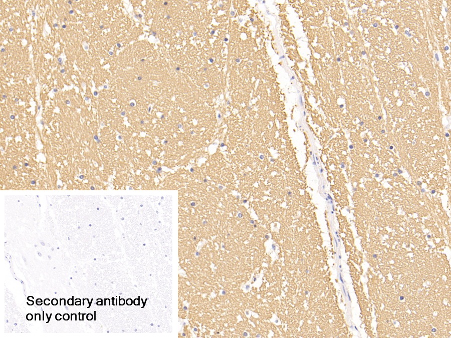 Polyclonal Antibody to Myelin Basic Protein (MBP)