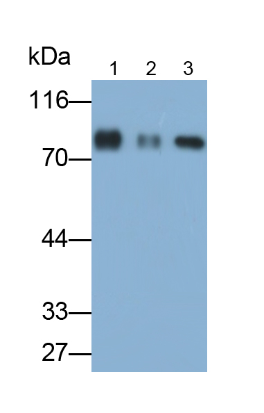 Polyclonal Antibody to Immunoglobulin M (IgM)