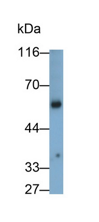 Polyclonal Antibody to Immunoglobulin G (IgG)