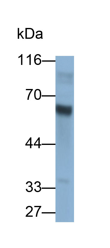 Polyclonal Antibody to Immunoglobulin G (IgG)