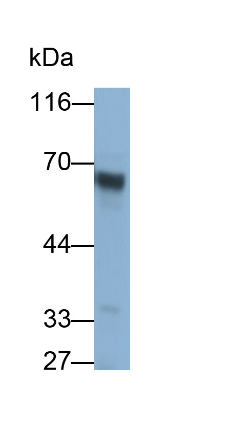 Polyclonal Antibody to Immunoglobulin G (IgG)