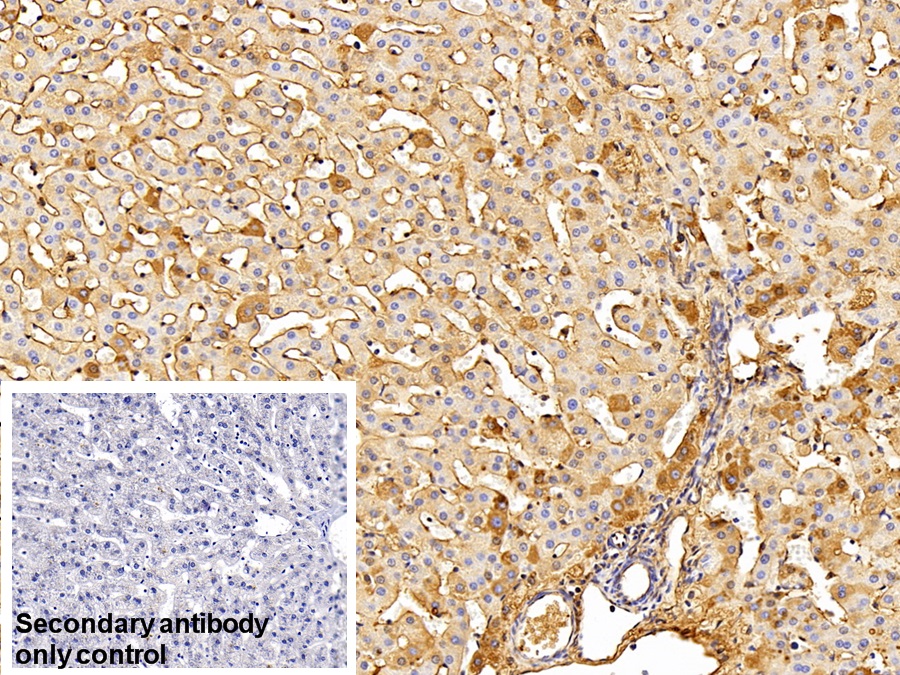 Polyclonal Antibody to Immunoglobulin G (IgG)