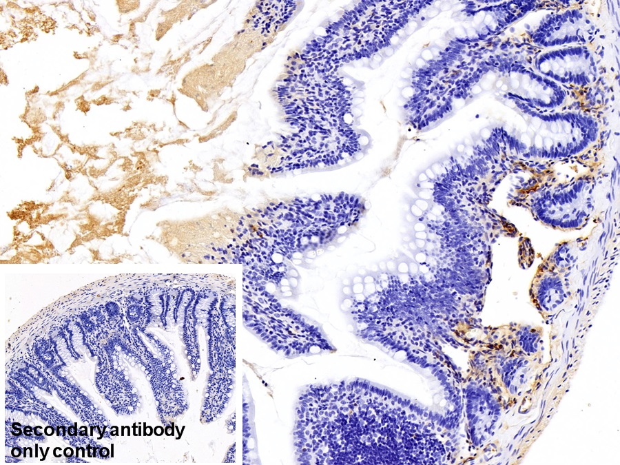 Polyclonal Antibody to Immunoglobulin G (IgG)