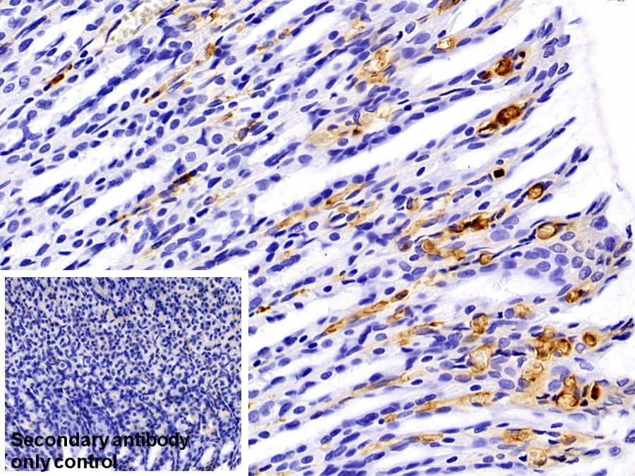 Polyclonal Antibody to Immunoglobulin G (IgG)