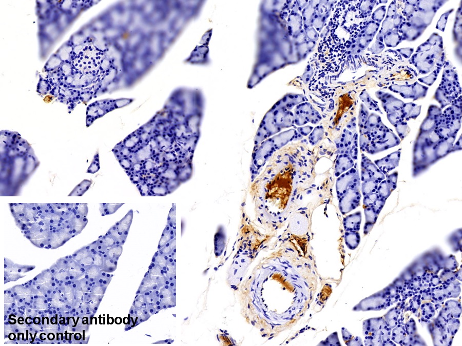 Polyclonal Antibody to Immunoglobulin G (IgG)