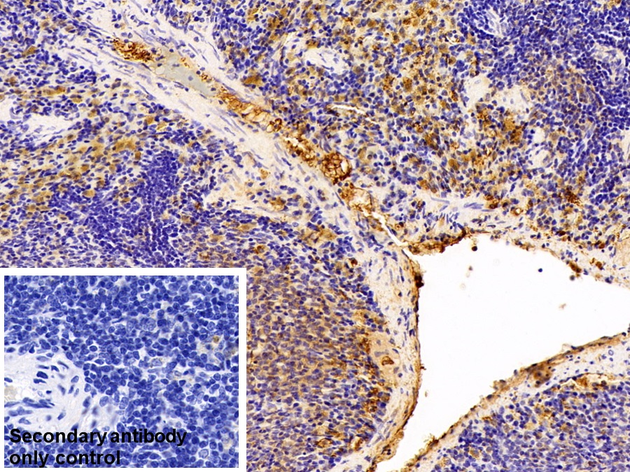 Polyclonal Antibody to Immunoglobulin G (IgG)