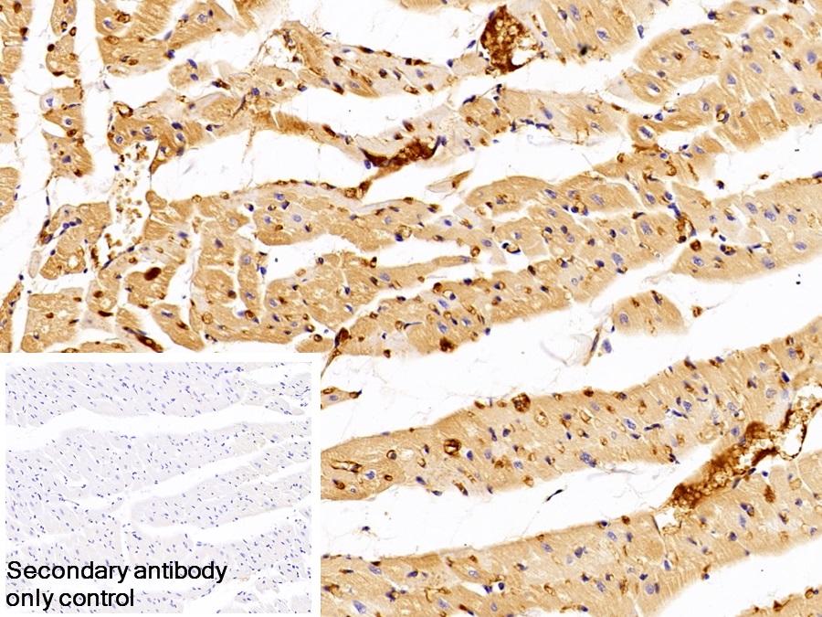 Polyclonal Antibody to Immunoglobulin G (IgG)