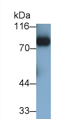 Polyclonal Antibody to Vascular Cell Adhesion Molecule 1 (VCAM1)