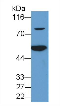 Polyclonal Antibody to Vascular Cell Adhesion Molecule 1 (VCAM1)