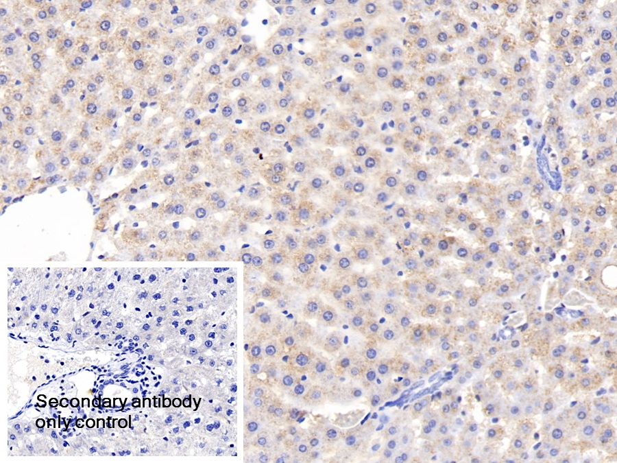 Polyclonal Antibody to Vascular Cell Adhesion Molecule 1 (VCAM1)