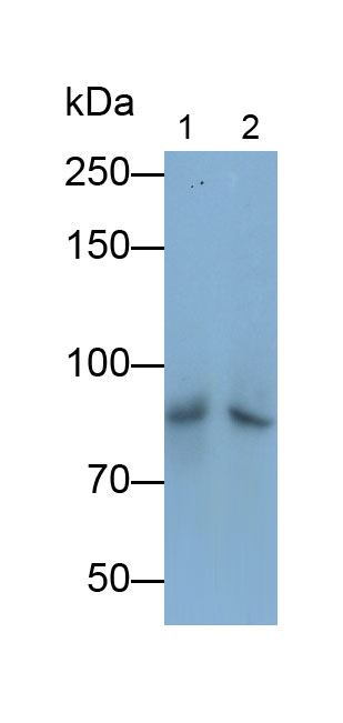 Polyclonal Antibody to Vascular Cell Adhesion Molecule 1 (VCAM1)