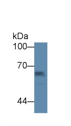 Polyclonal Antibody to Intercellular Adhesion Molecule 1 (ICAM1)