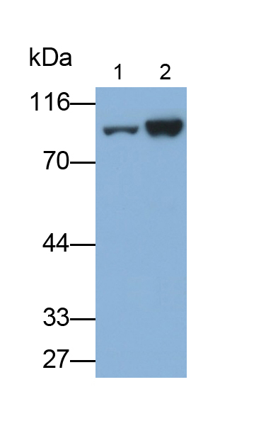 Polyclonal Antibody to Intercellular Adhesion Molecule 1 (ICAM1)