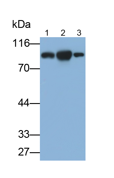 Polyclonal Antibody to Intercellular Adhesion Molecule 1 (ICAM1)