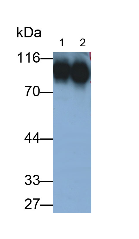 Polyclonal Antibody to Intercellular Adhesion Molecule 1 (ICAM1)