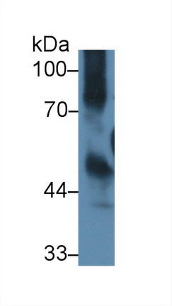 Polyclonal Antibody to Intercellular Adhesion Molecule 1 (ICAM1)