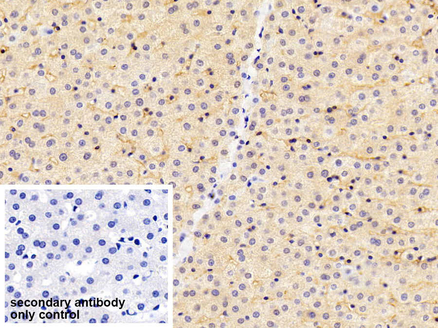 Polyclonal Antibody to Intercellular Adhesion Molecule 1 (ICAM1)