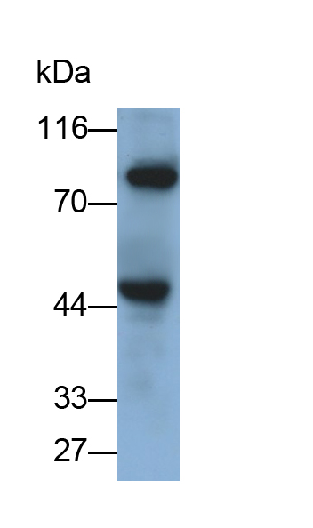 Polyclonal Antibody to Matrix Metalloproteinase 9 (MMP9)