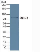 Polyclonal Antibody to Matrix Metalloproteinase 9 (MMP9)