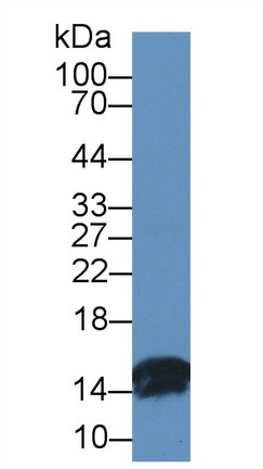 Polyclonal Antibody to Fatty Acid Binding Protein 2, Intestinal (FABP2)