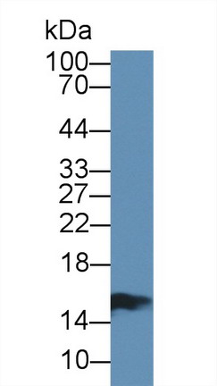 Polyclonal Antibody to Fatty Acid Binding Protein 2, Intestinal (FABP2)