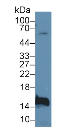 Polyclonal Antibody to Fatty Acid Binding Protein 2, Intestinal (FABP2)