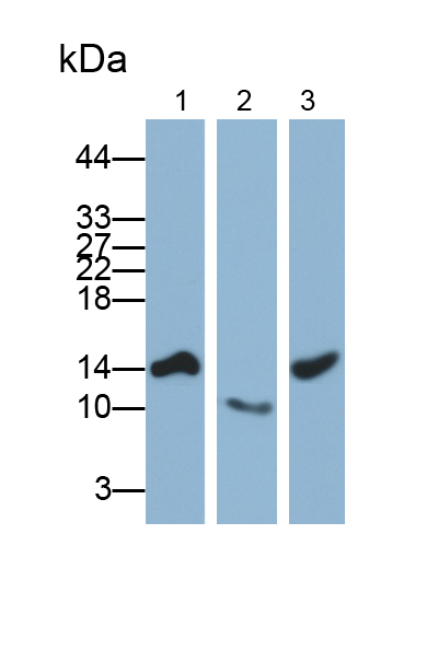 Polyclonal Antibody to Fatty Acid Binding Protein 2, Intestinal (FABP2)