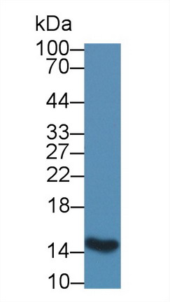 Polyclonal Antibody to Fatty Acid Binding Protein 2, Intestinal (FABP2)