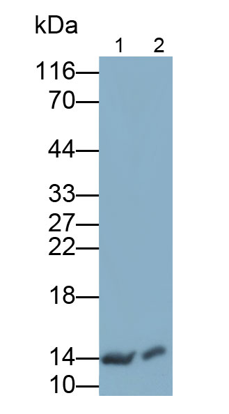 Polyclonal Antibody to Fatty Acid Binding Protein 2, Intestinal (FABP2)