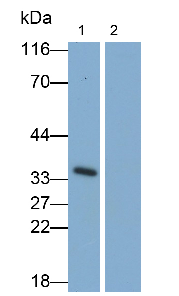 Polyclonal Antibody to Interleukin 1 Beta (IL1b)