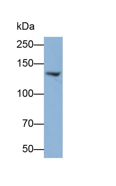 Polyclonal Antibody to Collagen Type I (COL1)