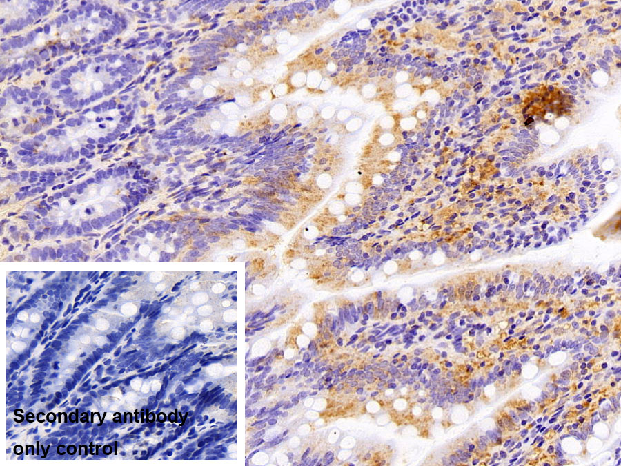 Polyclonal Antibody to Collagen Type I (COL1)