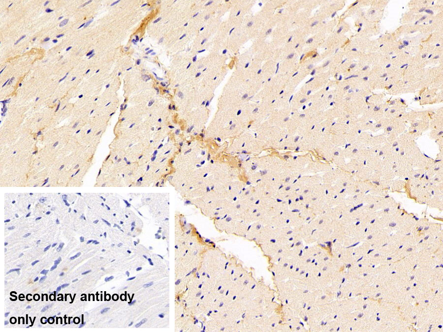 Polyclonal Antibody to Collagen Type I (COL1)