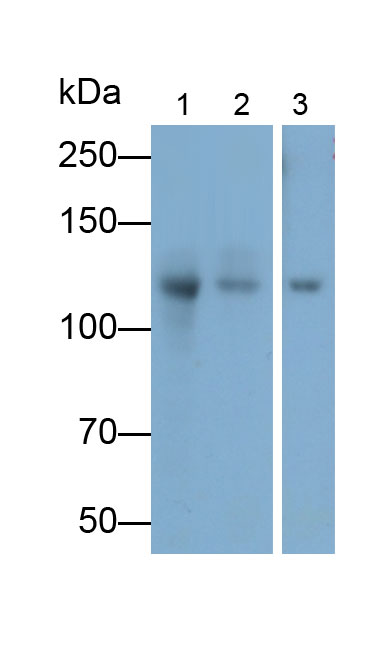 Polyclonal Antibody to Collagen Type I (COL1)