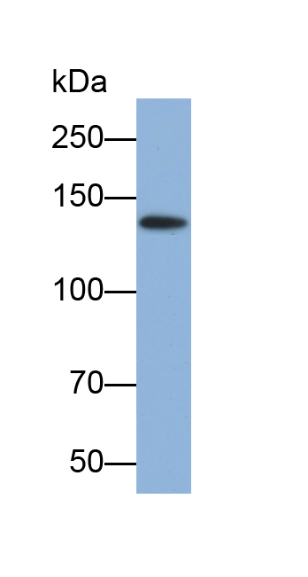 Polyclonal Antibody to Collagen Type II (COL2)