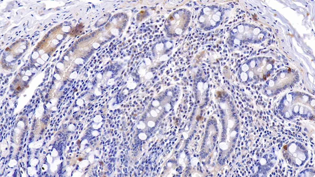 Polyclonal Antibody to Motilin (MTL)