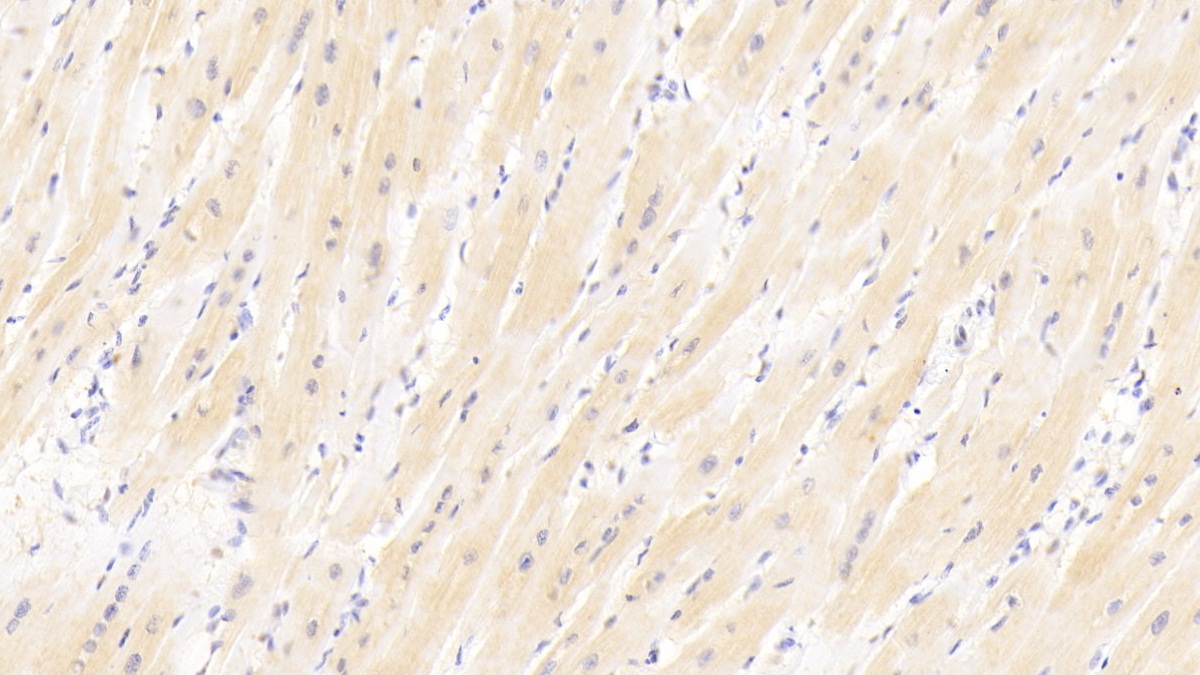 Polyclonal Antibody to Motilin (MTL)