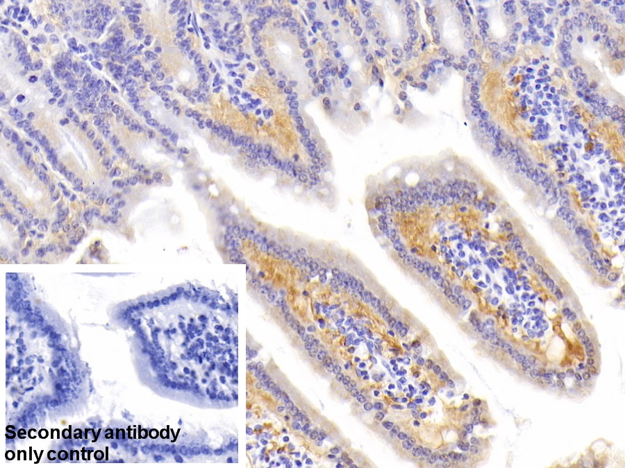 Polyclonal Antibody to Aquaporin 9 (AQP9)