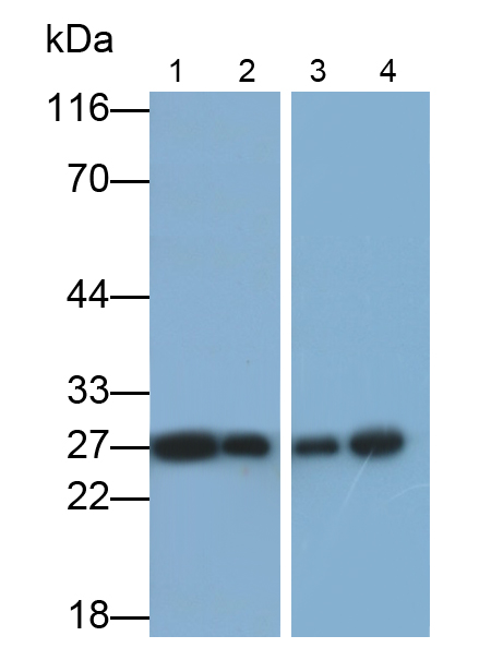 Polyclonal Antibody to Aquaporin 1 (AQP1)