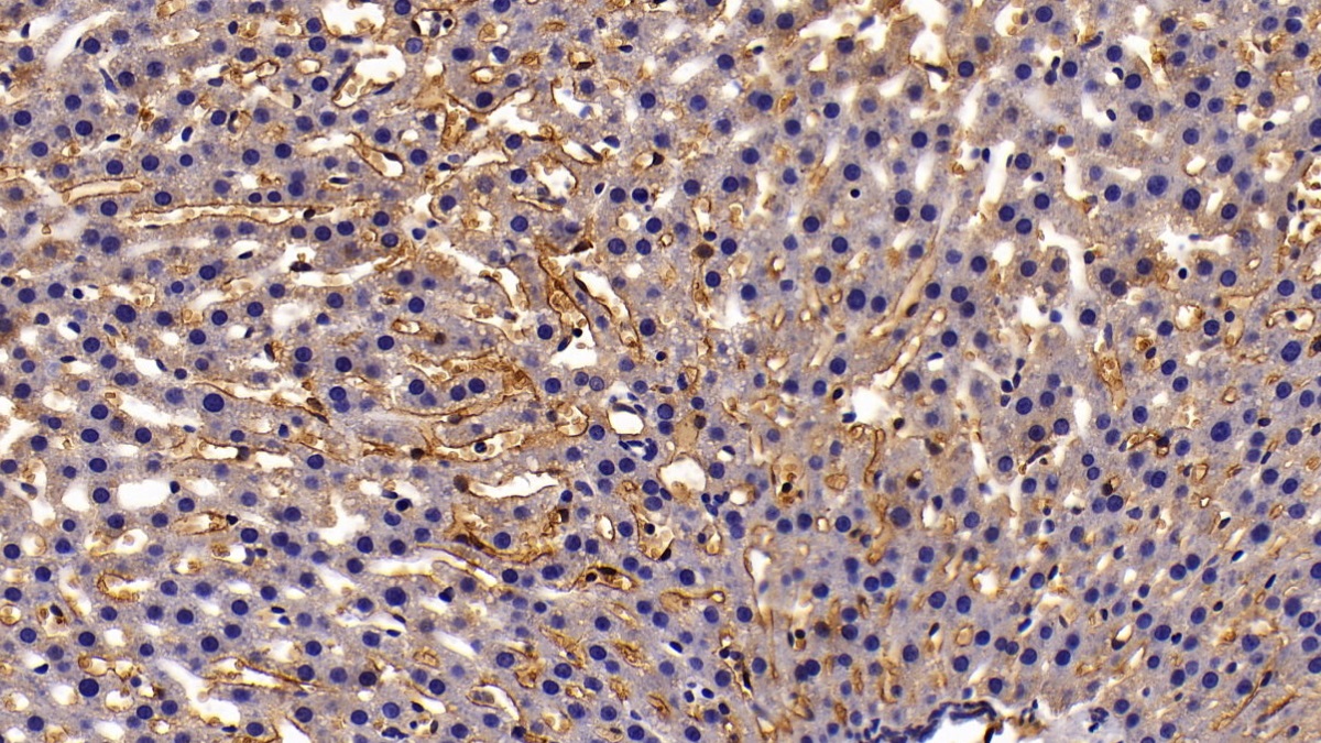 Polyclonal Antibody to Aquaporin 1 (AQP1)