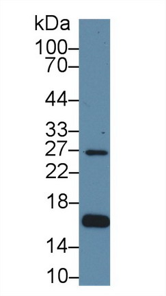 Polyclonal Antibody to Aquaporin 2, Collecting Duct (AQP2)